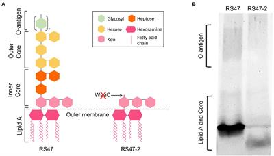Lipopolysaccharide structure modulates cationic biocide susceptibility and <mark class="highlighted">crystalline biofilm</mark> formation in Proteus mirabilis